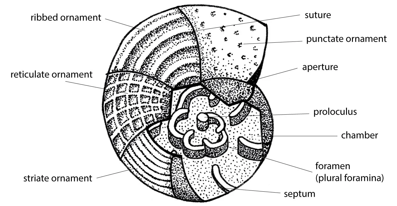 Foraminifera